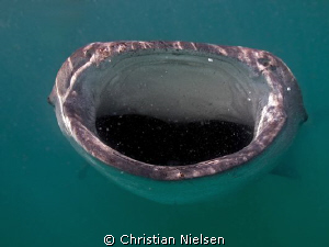 Where is Jonas ?
Impressive mouth, impressive encounter.... by Christian Nielsen 
